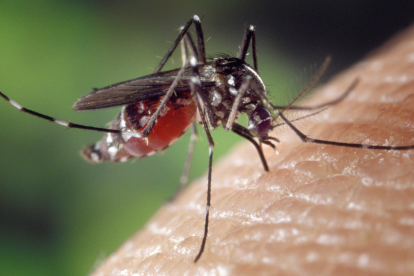 El tratamiento del dengue se enfoca en controlar los síntomas y vigilar posibles signos de alarma.