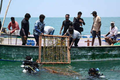 Buzos científicos descendiendo al mar estructuras para pastos marinos frente a la isla Kariyachalli, cerca de la costa de Thoothukudi, en el estado indio de Tamil Nadu.