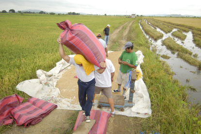 Agricultores trabajando en un cultivo de arroz.