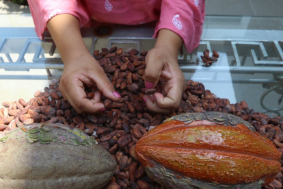 Productores y exportadores coinciden en pedir voz en la ley del cacao, aunque debaten sobre precios.