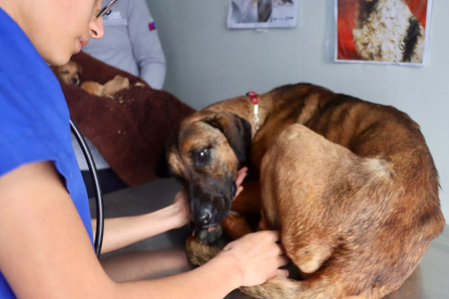 El rescate de la perrita se realizó bajo la lluvia y por un terreno complicado hasta llegar a un punto seguro.