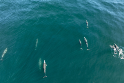 Una ballena azul adulta junto a su cría fue registrada a inicios de septiembre en Punta Pitt, San Cristóbal.