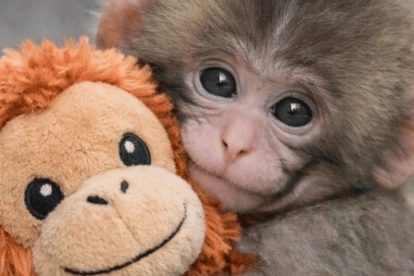La obra será publicada por la editorial Gakken y reunirá fotografías, relatos y contenido educativo sobre la especie.