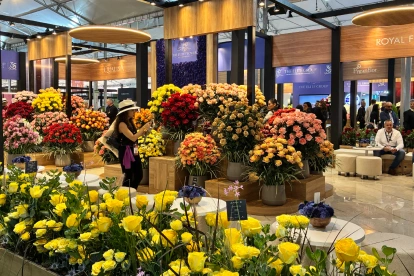 Expoflores advirtió que la informalidad abarca 1.200 hectáreas productivas y representa un riesgo para las exportaciones de flores ecuatorianas.