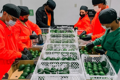 Trabajadores de una empacadora revisan la calidad del aguacate previo al envío internacional