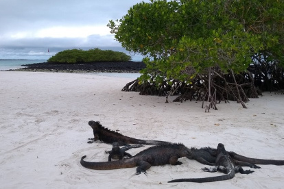Tortuga Bay, en la isla Santa Cruz, tendrá restricciones temporales por el fuerte oleaje.