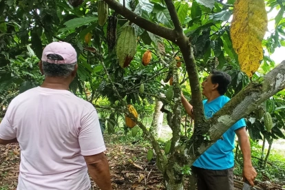 l clima sacude al cacao y vuelve a mover el mercado internacional.
