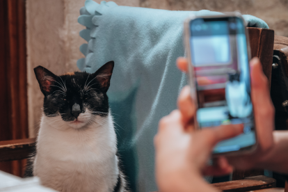 Un usuario fotografía a un gato con Cat Collector para convertir el encuentro en una tarjeta digital coleccionable.