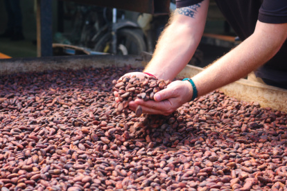 El cacao en el proceso de secado.