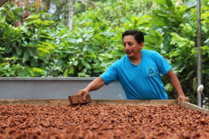 Una persona vigila el secado de cacao al sol.