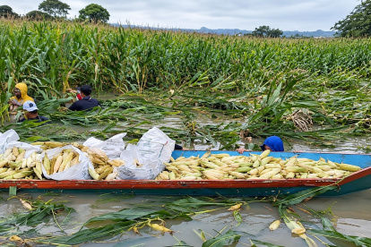 Agricultores usan canoas para cosechar maíz de un cultivo inundado en la provincia de Los Ríos.