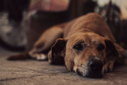 Organizaciones y ciudadanos exigen que se investigue la muerte de un perro en Machala y se determinen responsabilidades.