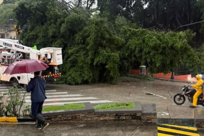 Un árbol cayó en el sector de Lomas de Urdesa, dejando sin luz al sector por horas.