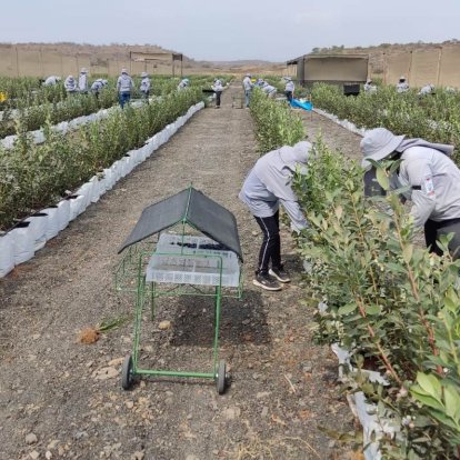 La resolución de Agrocalidad incluye al arándano entre las especies hospederas de Xylella y ubica al cultivo bajo vigilancia fitosanitaria.
