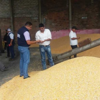 Foto referencial de la cosecha de maíz en Ecuador.