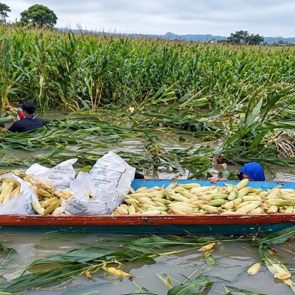 Agricultores usan canoas para cosechar maíz de un cultivo inundado en la provincia de Los Ríos.