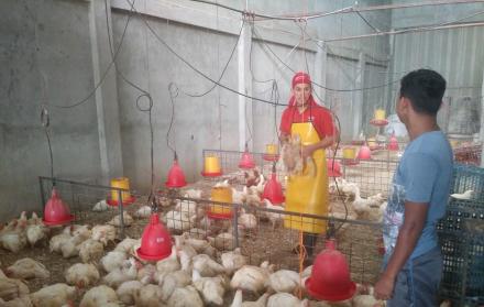 Industria avícola