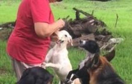 Patricia Coello alimenta a los canes en un día normal.