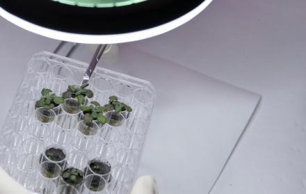 Un equipo estadounidense de científicos ha logrado por primera vez cultivar plantas en muestras de regolito lunar, lo que supone un avance de cara a hacer más autosuficientes las misiones espaciales en el futuro.
