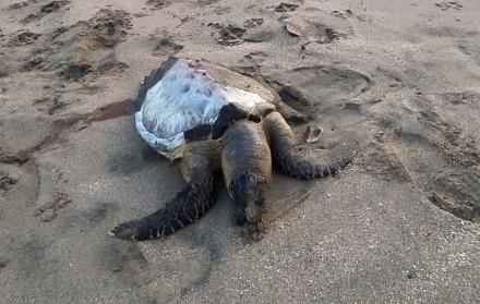 Las muertes de tortugas se viene dando de manera reiterativa