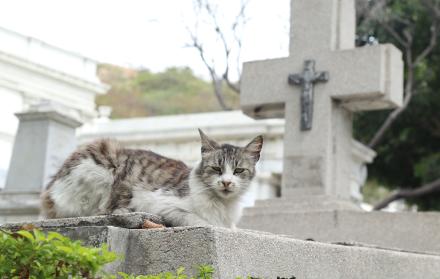 colonia de gatos cementerio guayaquil