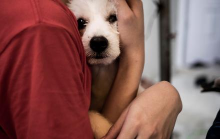 año nuevo perros ruidos