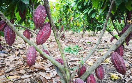 Cacao