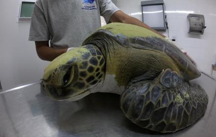 tortuga-marina-plasticos-rescate-argentina