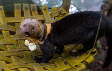 Zoológico de Quito, en crisis por el coronavirus. Foto: Twitter Zoológico de Quito. Marzo 2020.