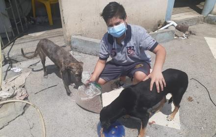 Mascotas