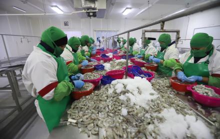 camaronera-virus-produccion