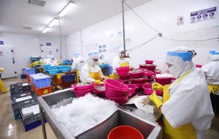 Camarón producción-Natluk