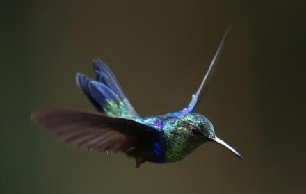 Coronavirus colibríes