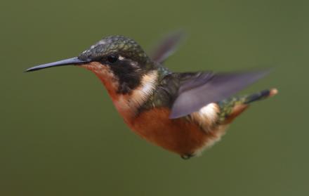 Coronavirus colibríes