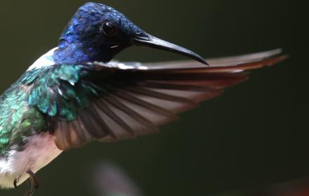 Coronavirus colibríes