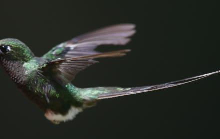 Coronavirus colibríes
