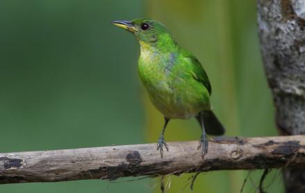 Coronavirus colibríes