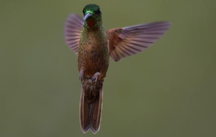 Coronavirus colibríes