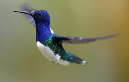 Coronavirus colibríes