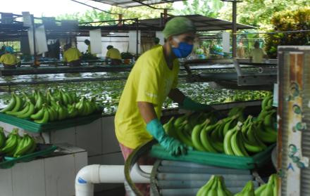 Banano producción durante el Covid-19