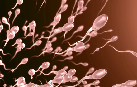 Espermatozoides