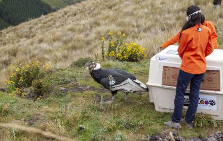 Zoológico-cóndor-liberación-heridas