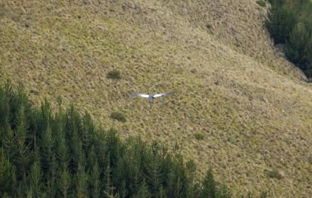 Zoológico-cóndor-liberación-heridas
