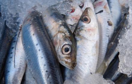 sardinas-comida-animales