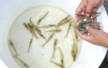 camarones