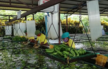 Bananas