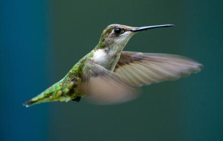 colibri-experimento-foto