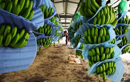 Producción. En algunas haciendas en zonas de la provincia de Los Ríos mejora la productividad.