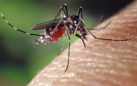 Siete de cada diez personas en el continente americano están expuestas a contraer el dengue.