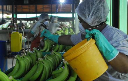 Referencial. Productores y exportadores de banano piden al Ministerio de Agricultura medidas preventivas para el arribo de Raza 4.